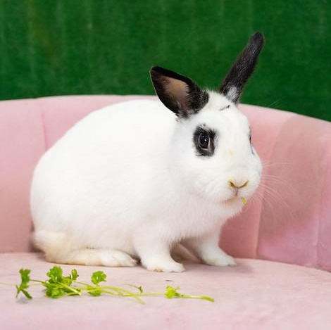 Enlarge Toshi, a ADOPTABLE English Spot in Chicago, IL image 1/2