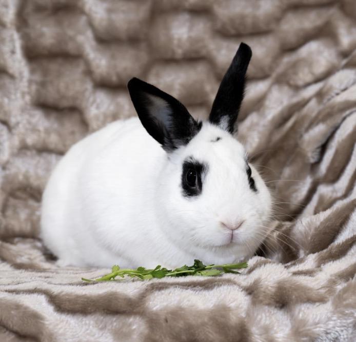 Enlarge Toshi, a ADOPTABLE English Spot in Chicago, IL image 1/1