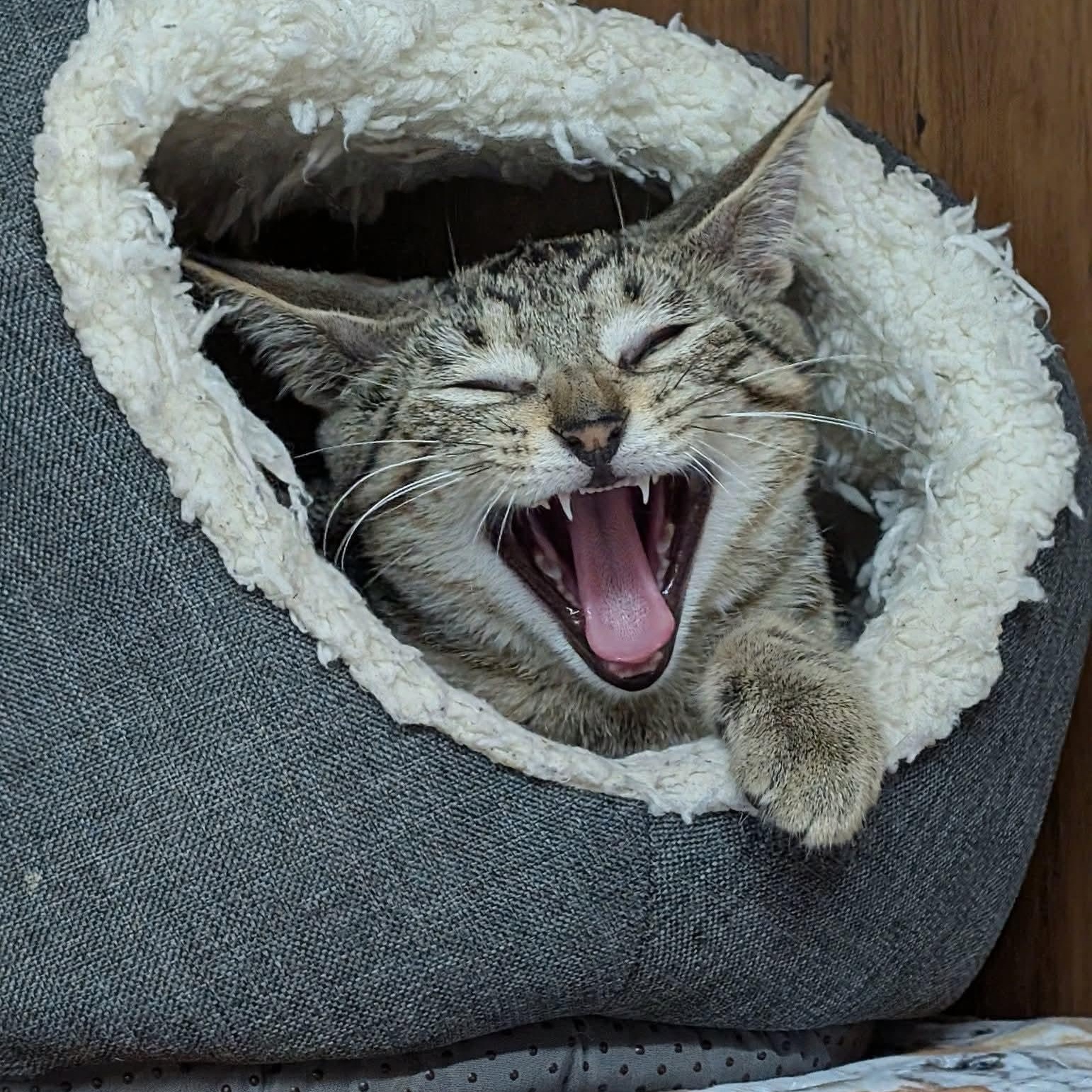 Enlarge Lenny, a Adoptable Domestic Short Hair in East Amherst, NY image 4/6