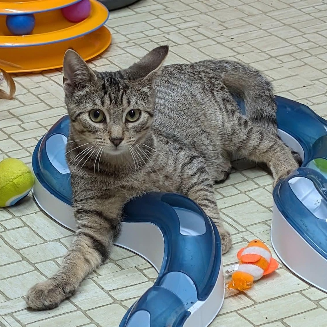 Enlarge Lenny, a Adoptable Domestic Short Hair in East Amherst, NY image 1/6