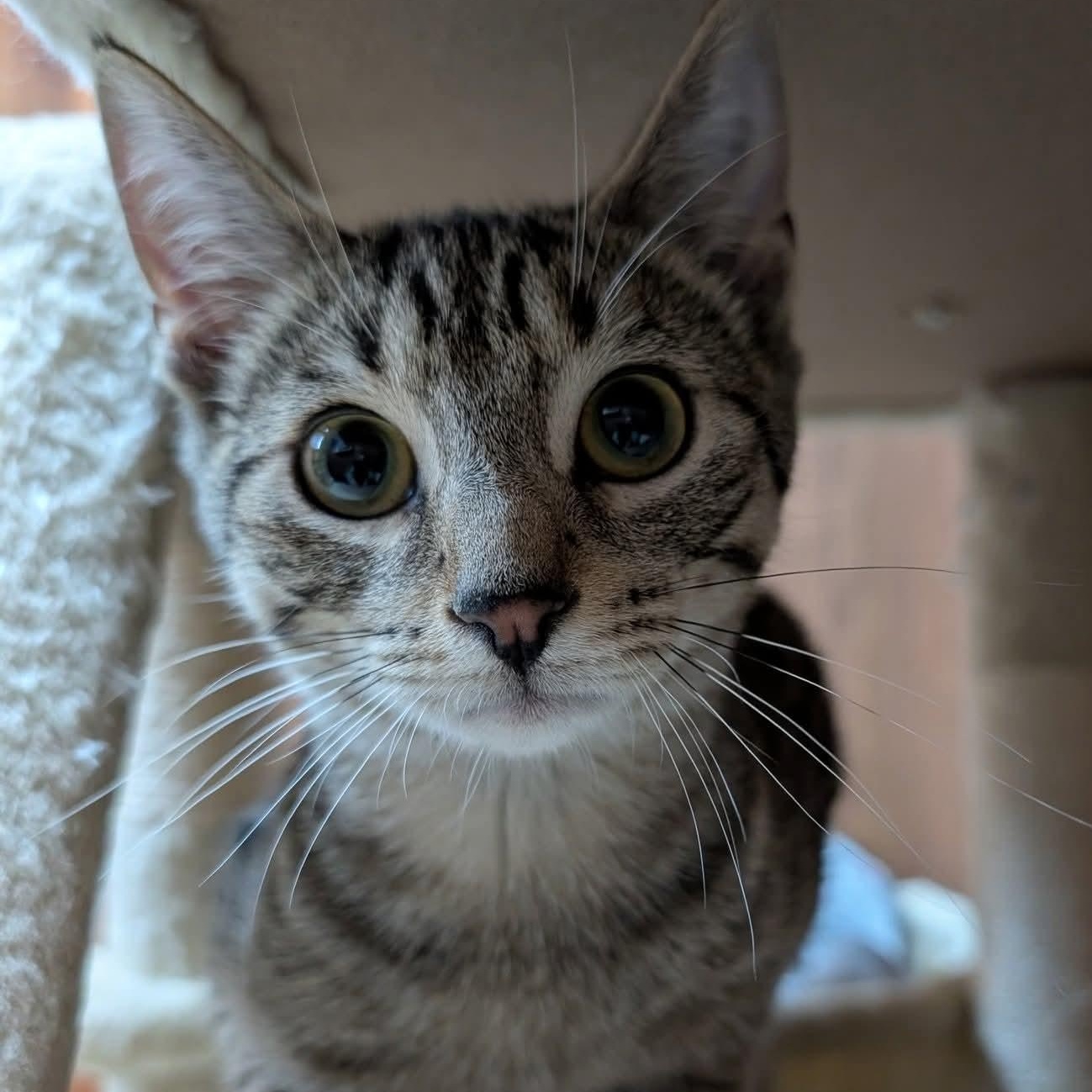 Enlarge Lenny, a Adoptable Domestic Short Hair in East Amherst, NY image 3/6