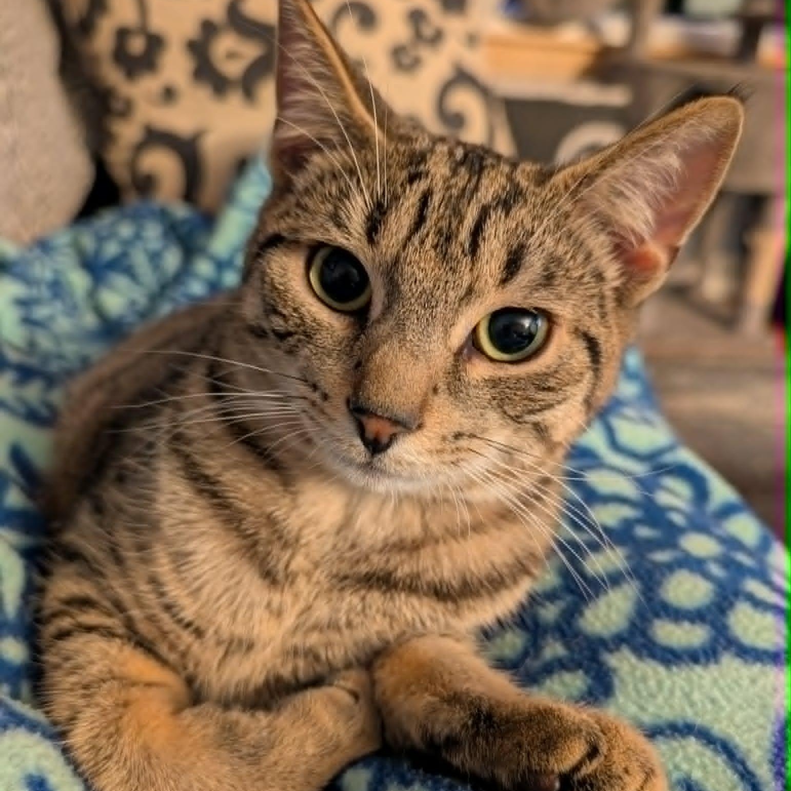 Enlarge Lenny, a Adoptable Domestic Short Hair in East Amherst, NY image 2/6