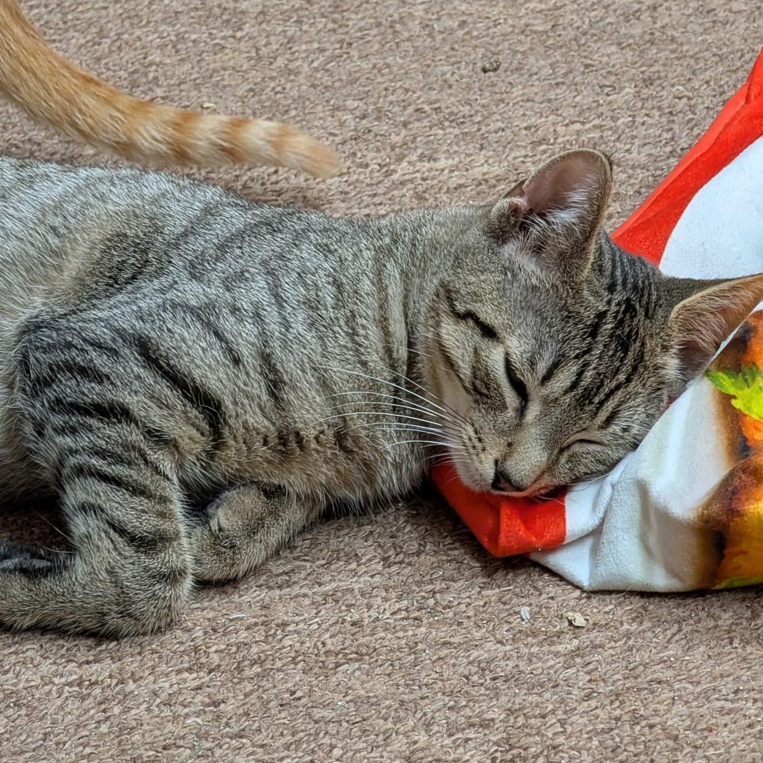 Enlarge Lenny, a Adoptable Domestic Short Hair in East Amherst, NY image 5/6