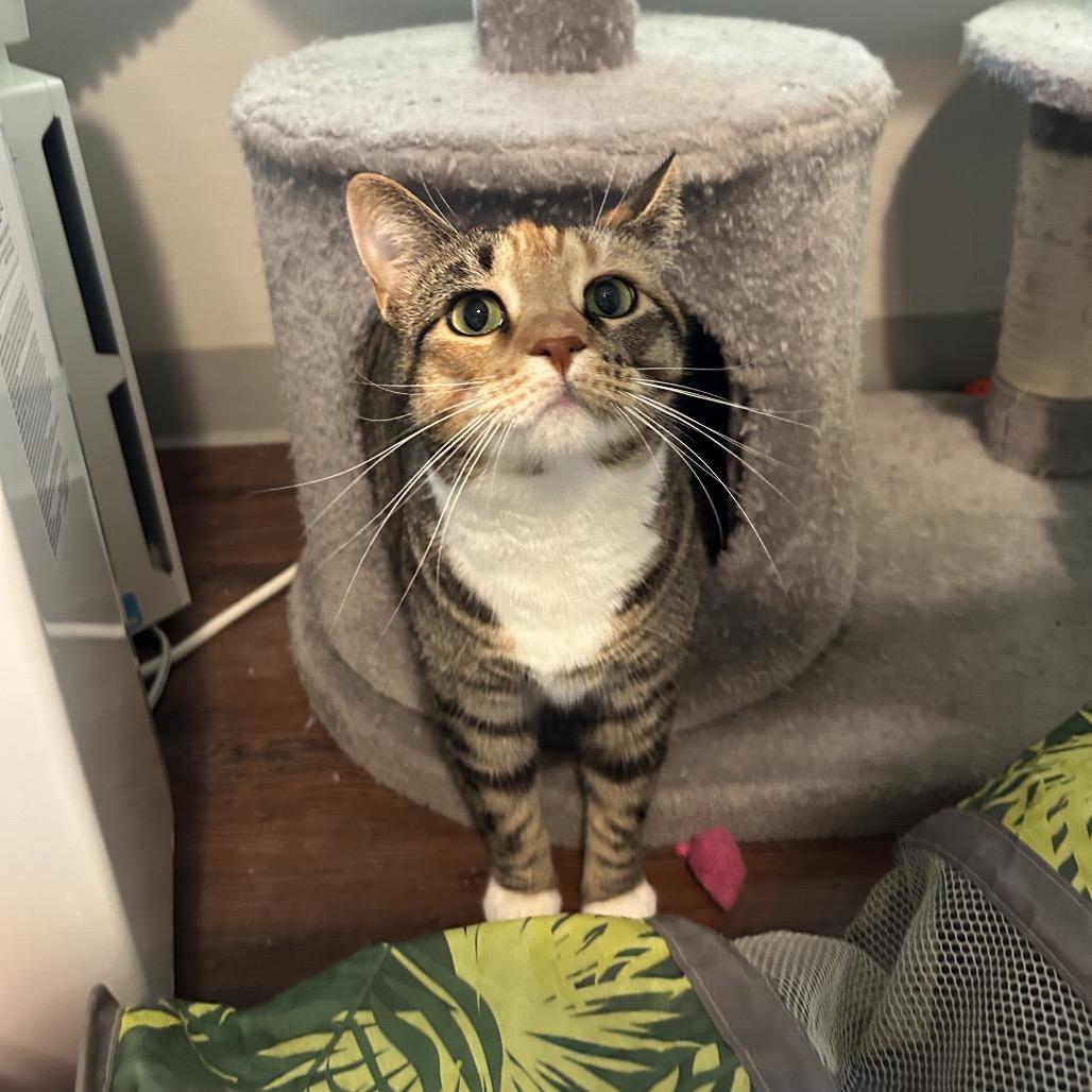 Cider, Adoptable, Adult Female Domestic Short Hair & Domestic Short Hair.