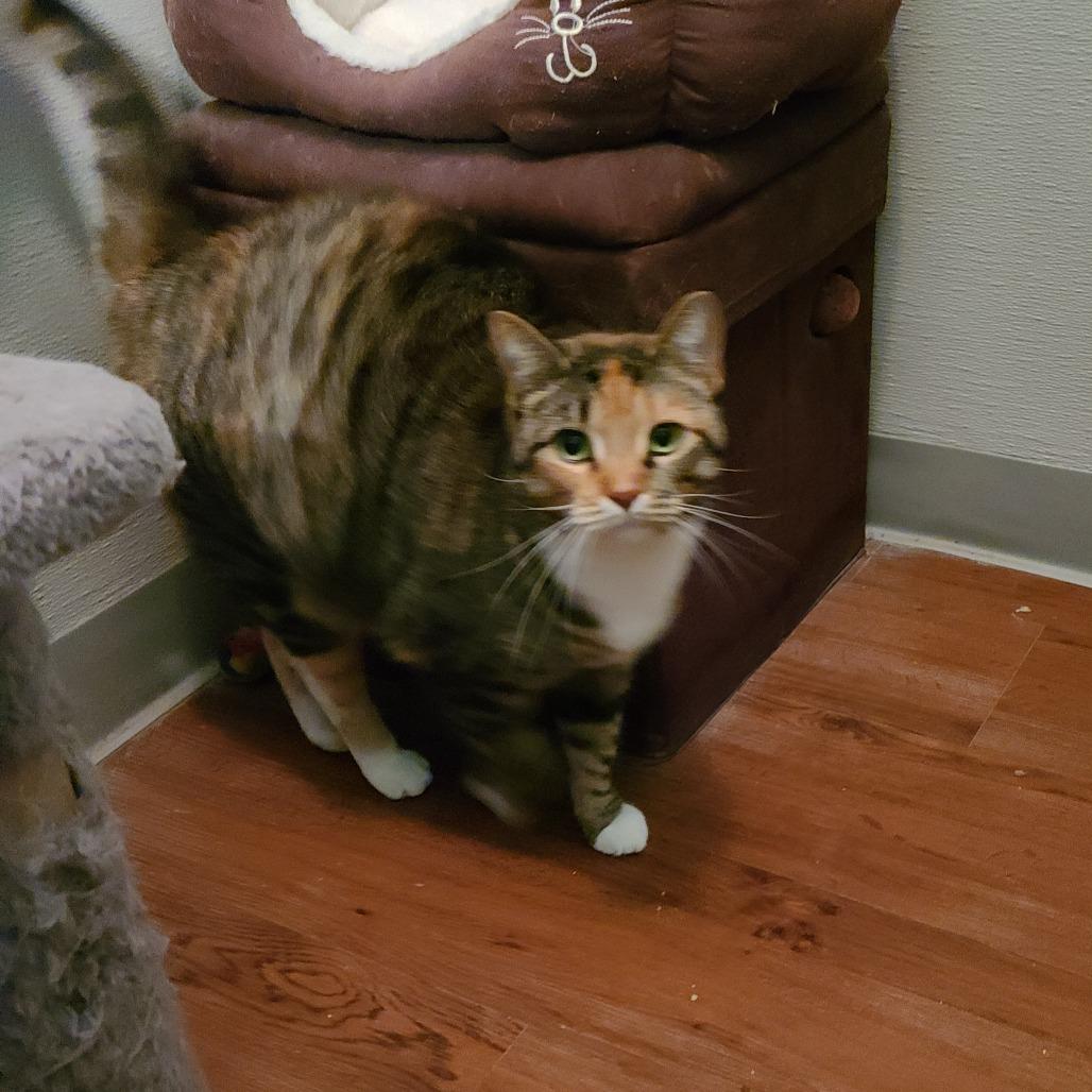 Enlarge Cider, a Adoptable mixed breed in Muncie, IN image 3/3