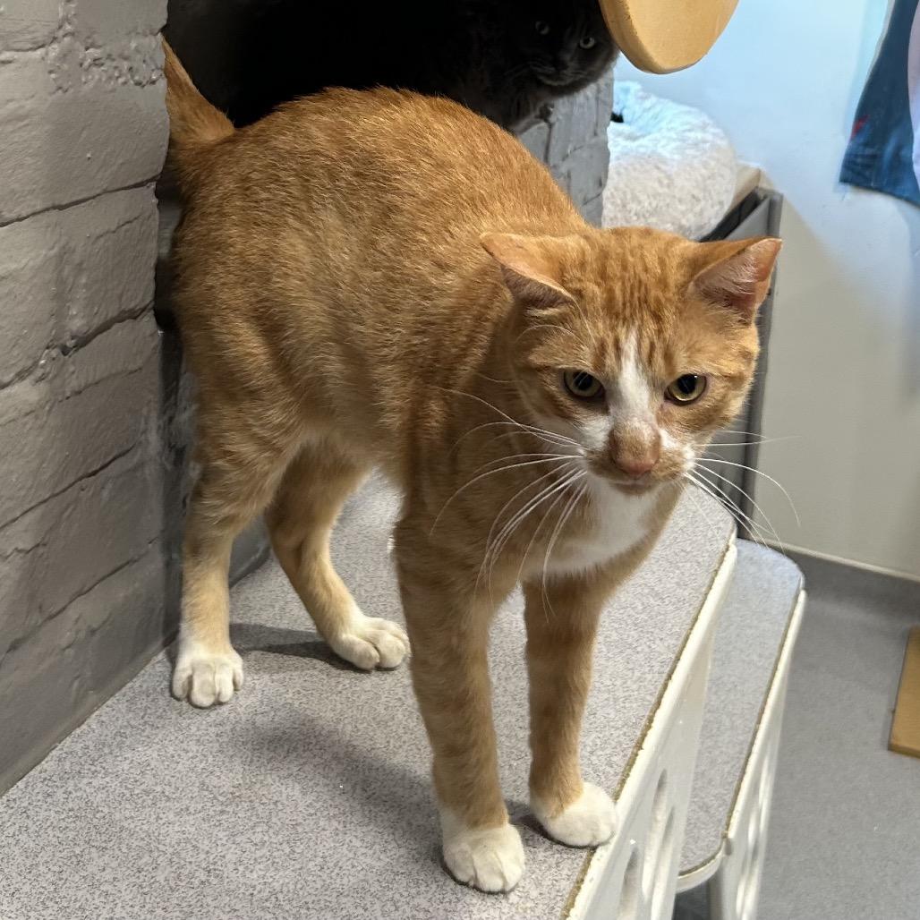 Enlarge Prince Charming, a Adoptable Domestic Short Hair in Oyster Bay, NY image 1/5