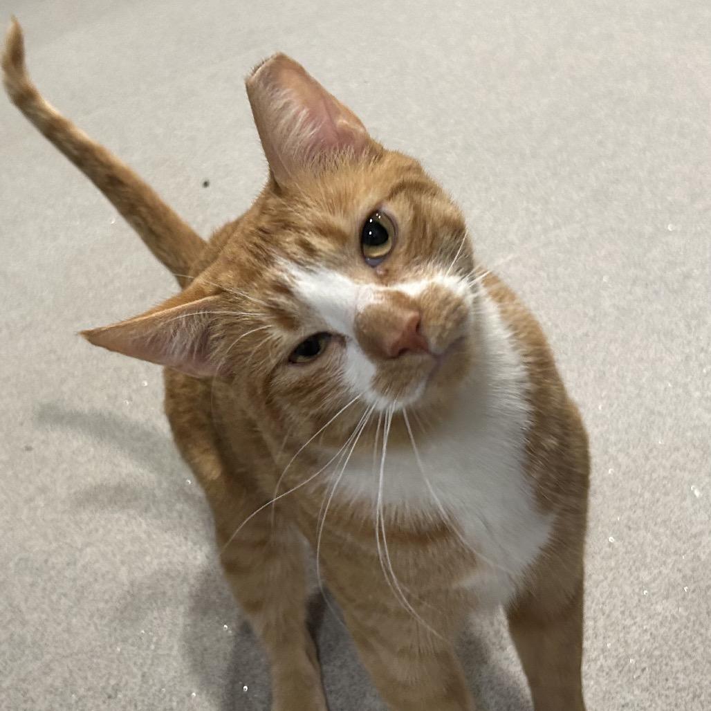 Enlarge Prince Charming, a Adoptable Domestic Short Hair in Oyster Bay, NY image 3/5