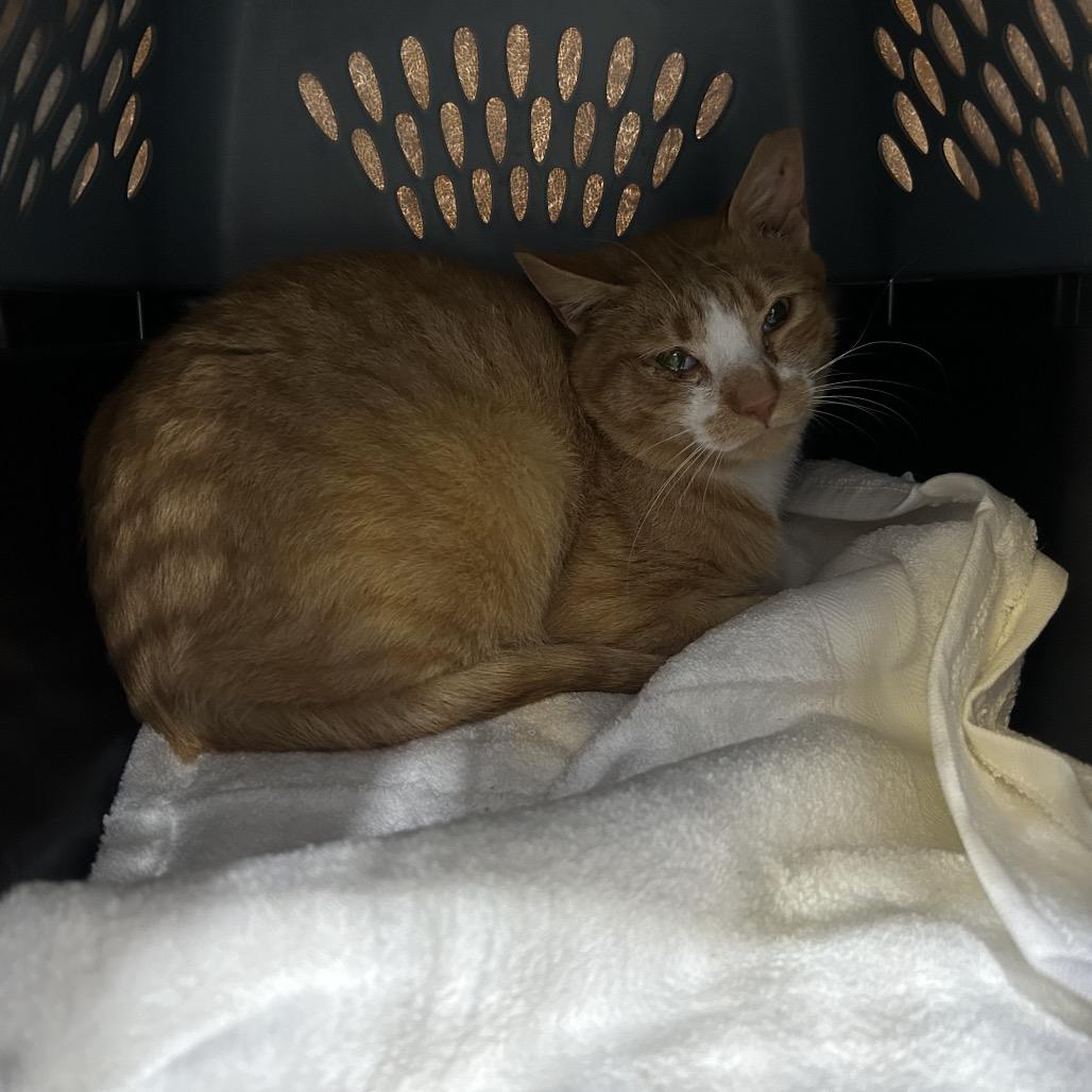 Enlarge Prince Charming, a Adoptable Domestic Short Hair in Oyster Bay, NY image 4/5