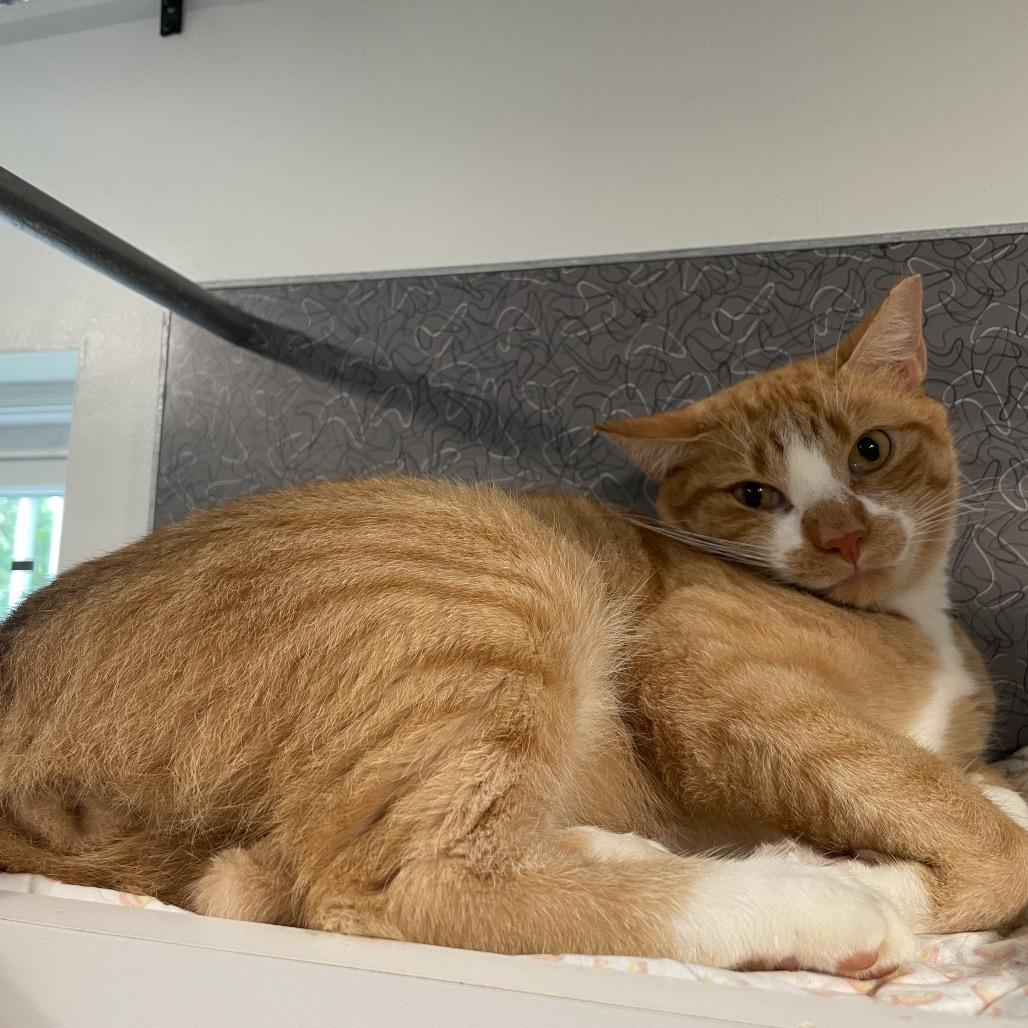 Enlarge Prince Charming, a Adoptable Domestic Short Hair in Oyster Bay, NY image 5/5