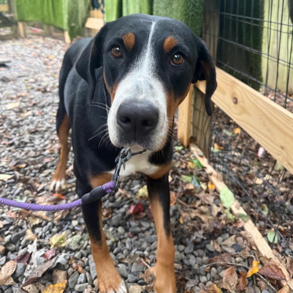 Milky Way, Adoptable, Young Female Greater Swiss Mountain Dog.