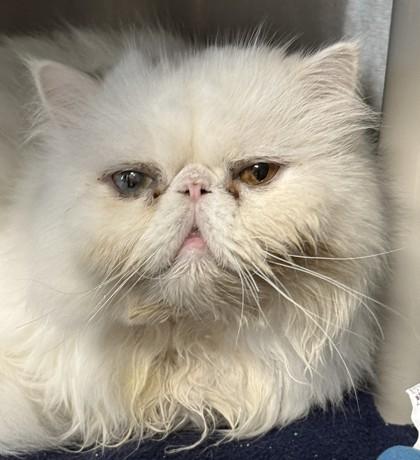 KC, Adoptable, Adult Male Persian & Persian.
