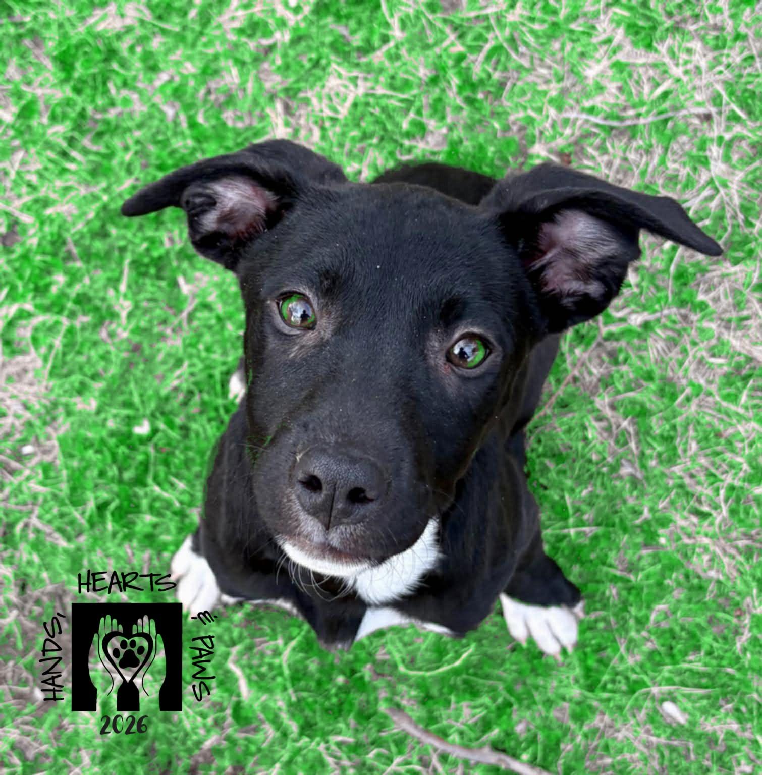 Enlarge Meloni, a ADOPTABLE mixed breed in Omaha, NE image 3/4