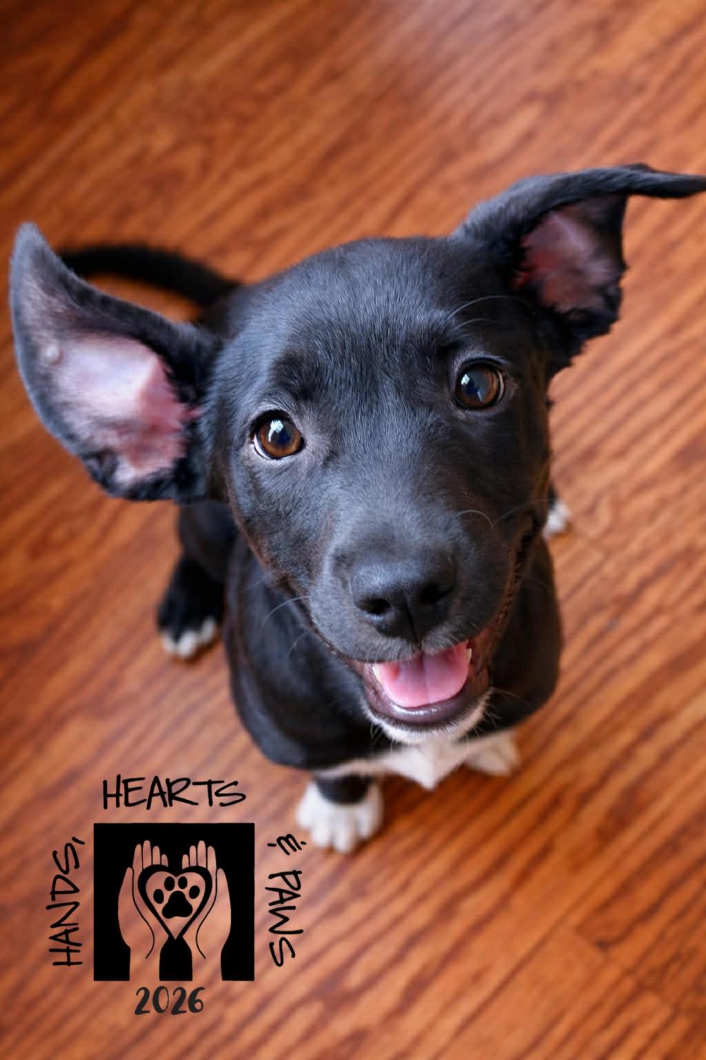 Meloni, ADOPTABLE, Puppy Female Labrador Retriever.