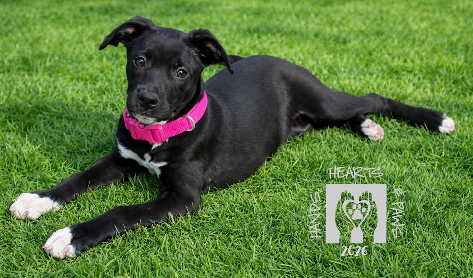 Enlarge Meloni, a ADOPTABLE mixed breed in Omaha, NE image 2/4