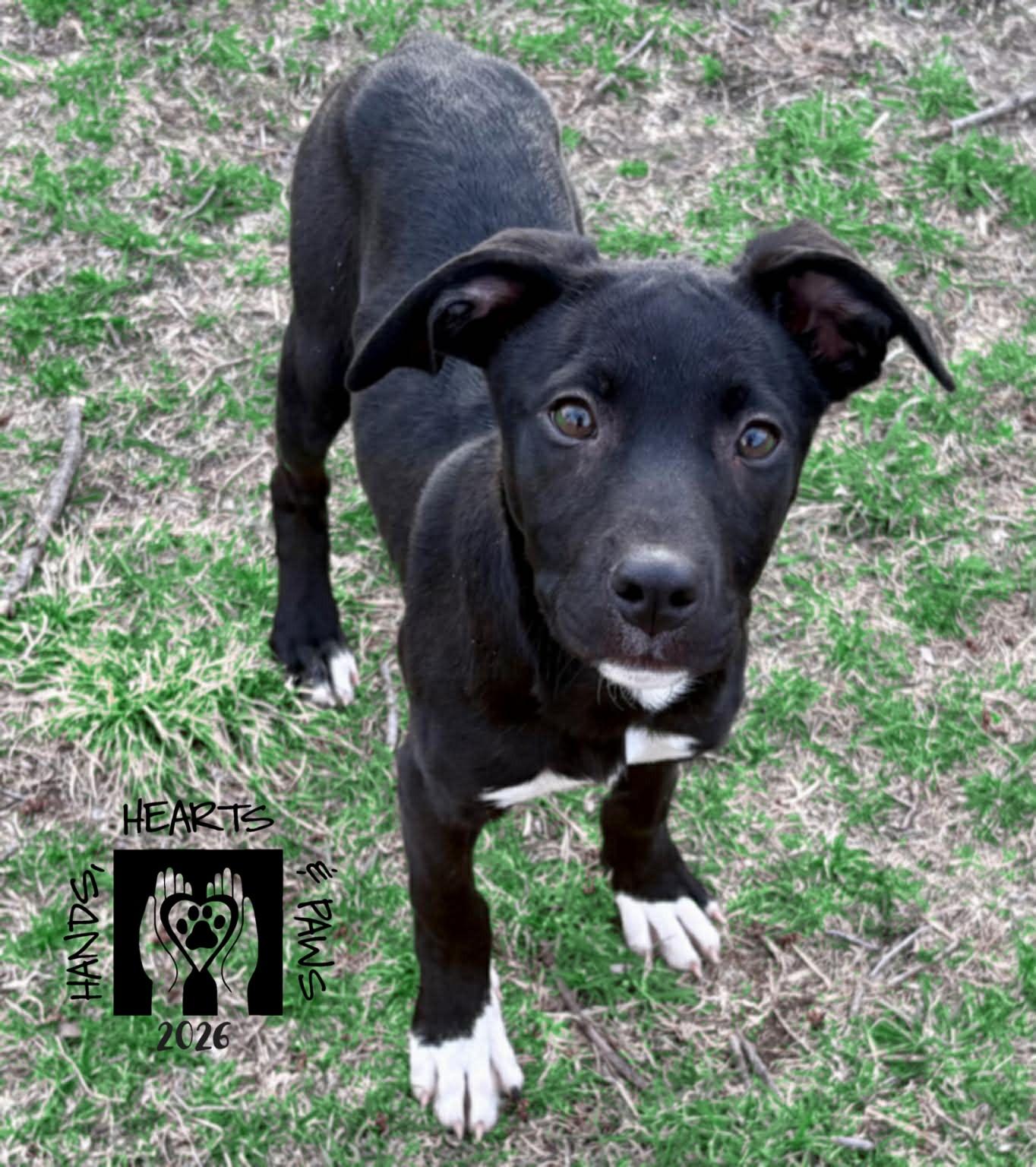 Enlarge Meloni, a ADOPTABLE mixed breed in Omaha, NE image 4/4