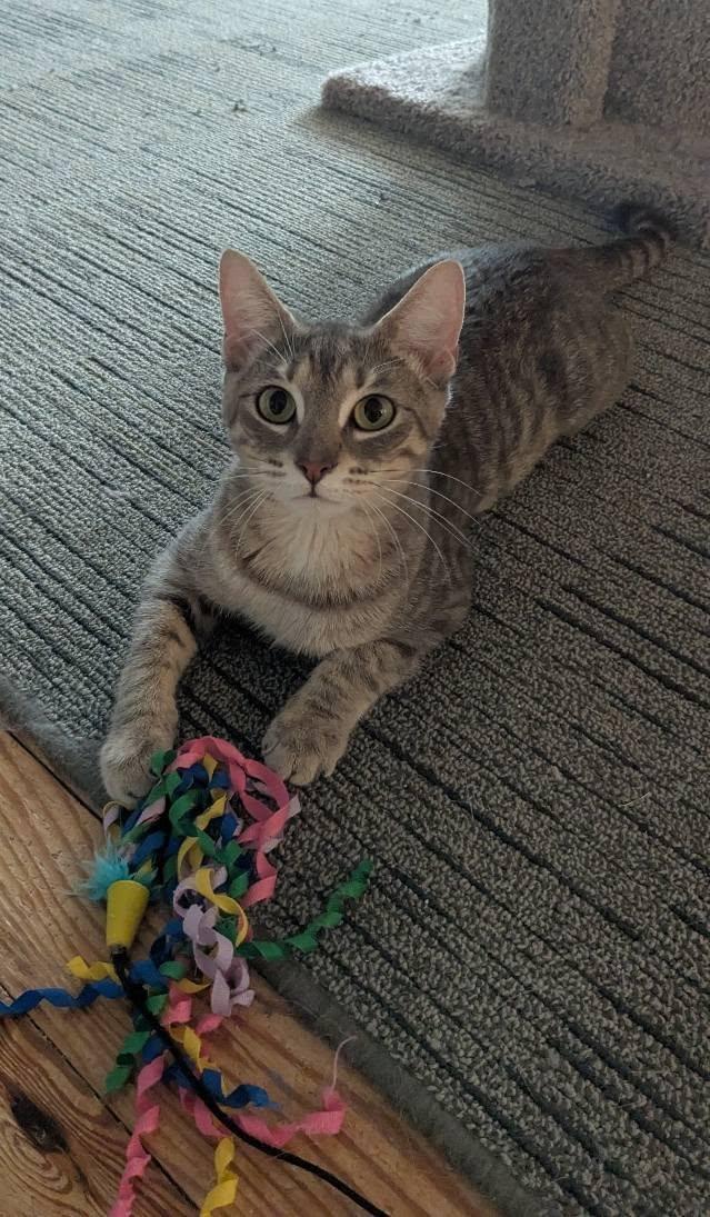 Enlarge Graphite, a Adoptable mixed breed in Allentown, PA image 1/2