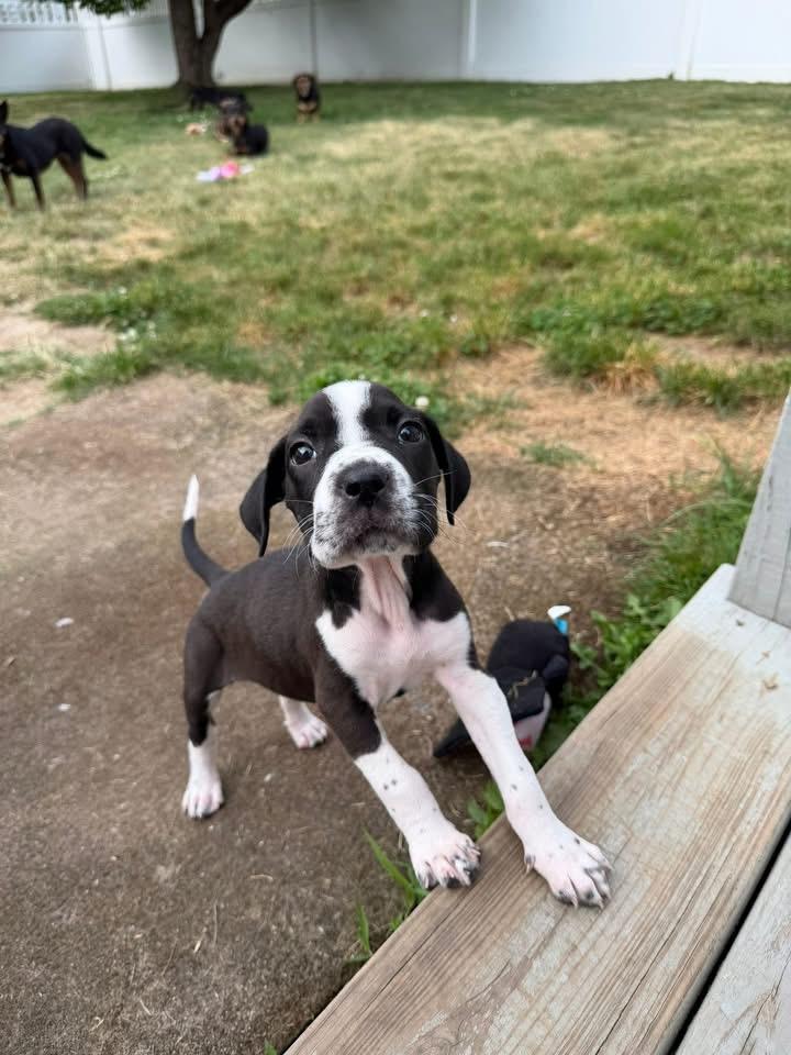 Miss Piggy, a Adoptable mixed breed in Berlin, NJ image 1/2