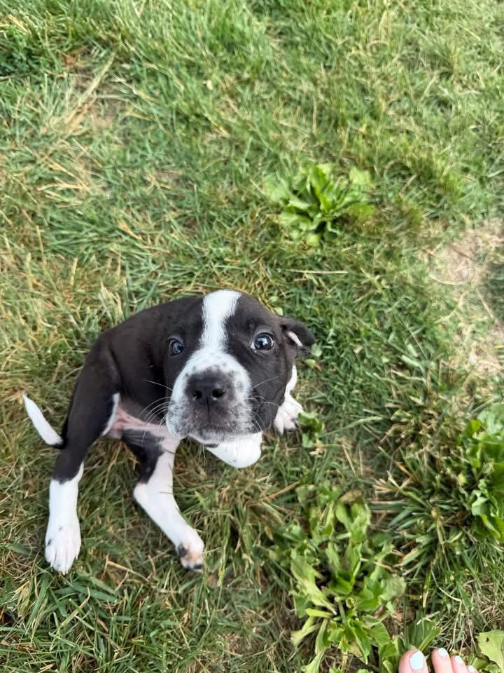 Miss Piggy, a Adoptable mixed breed in Berlin, NJ image 2/2