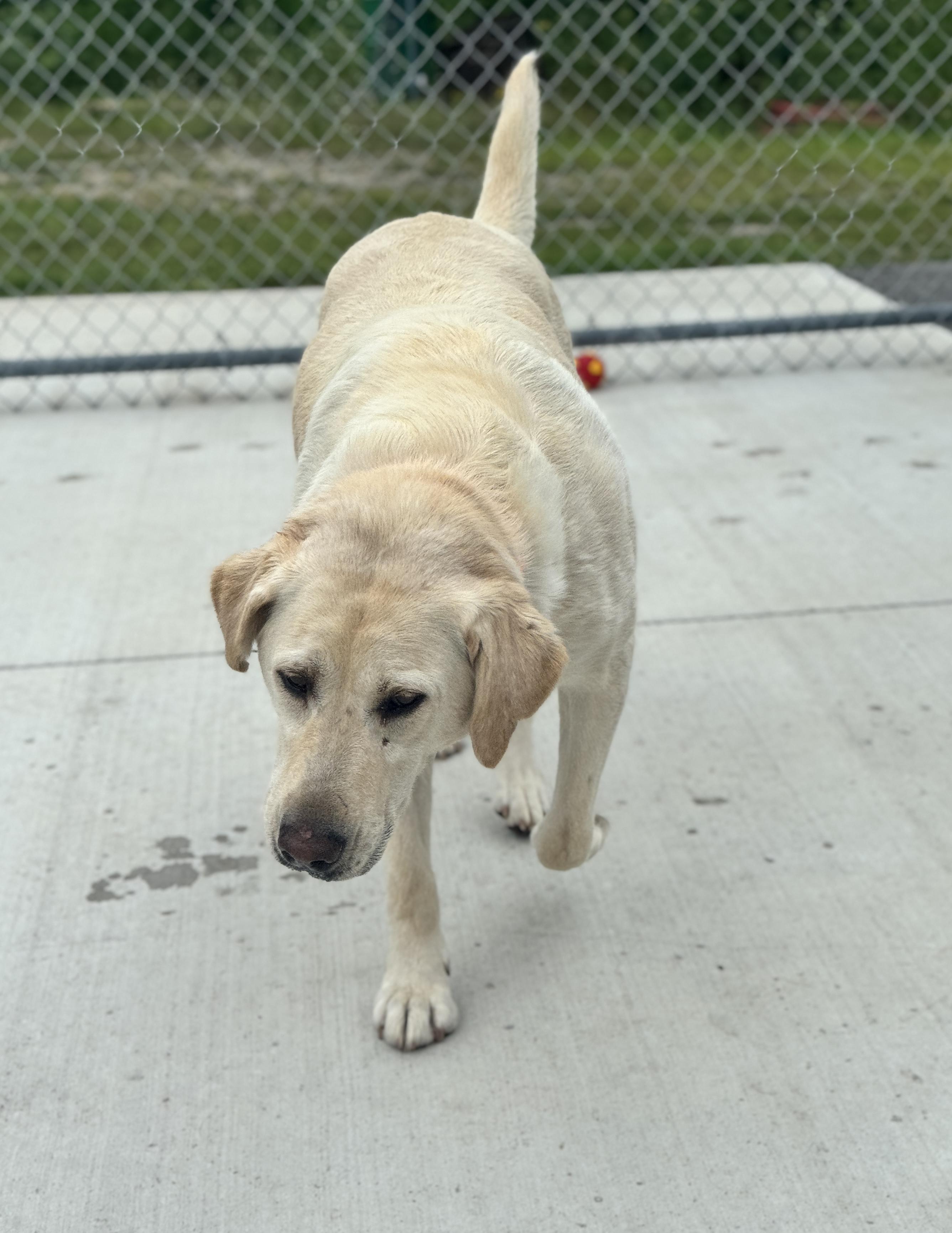 Dixie, an adoptable Labrador Retriever in Hackensack, MN, 56452 | Photo Image 1