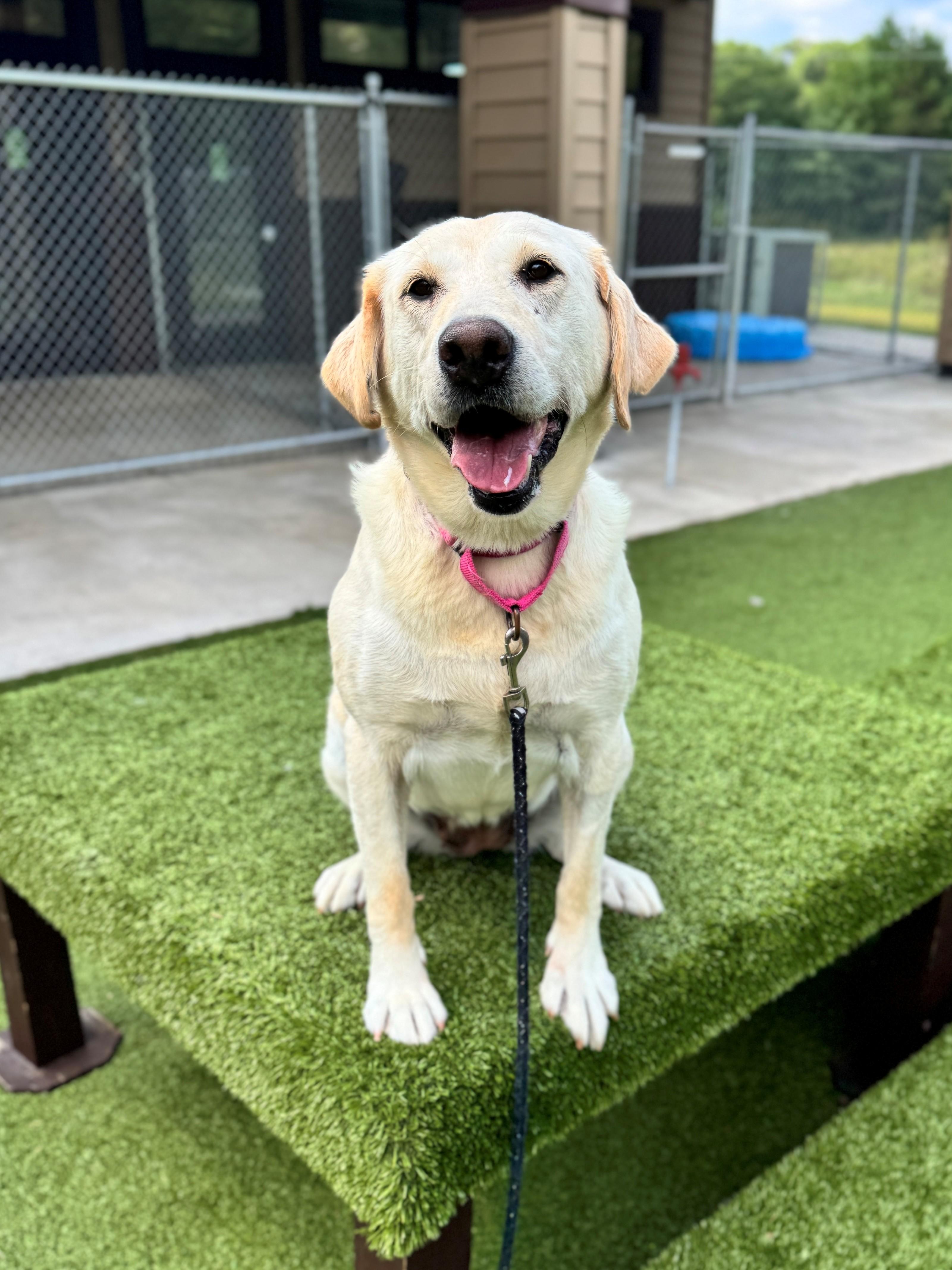 Dixie, an adoptable Labrador Retriever in Hackensack, MN, 56452 | Photo Image 6