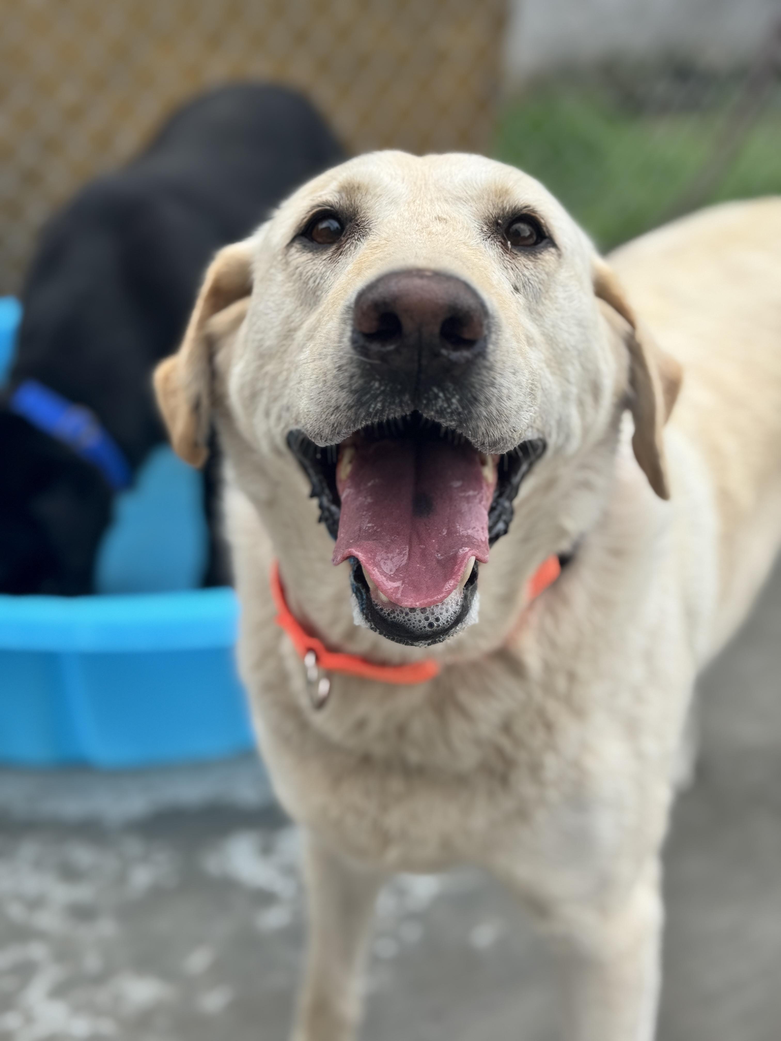 Dixie, an adoptable Labrador Retriever in Hackensack, MN, 56452 | Photo Image 3