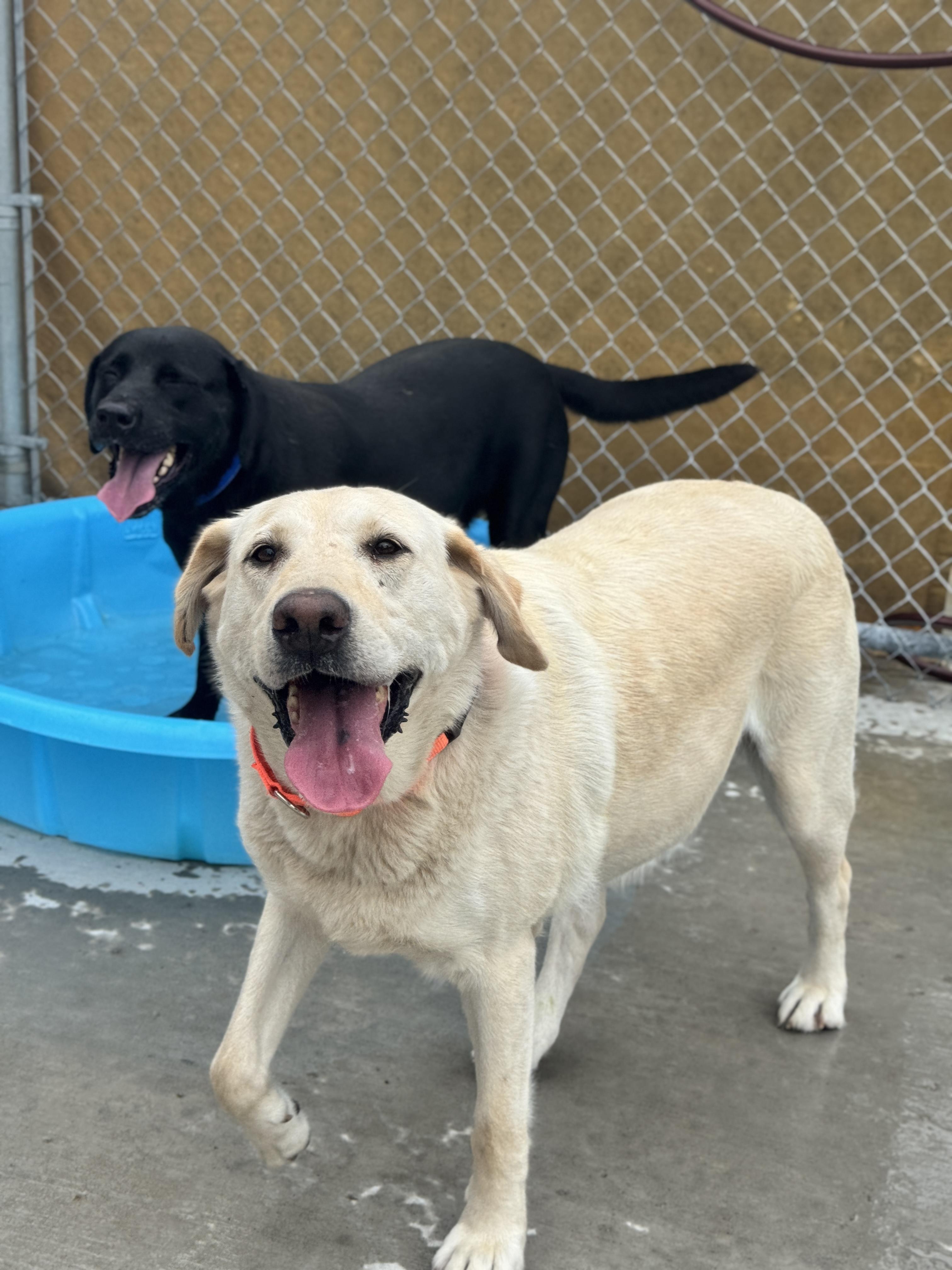 Dixie, an adoptable Labrador Retriever in Hackensack, MN, 56452 | Photo Image 6