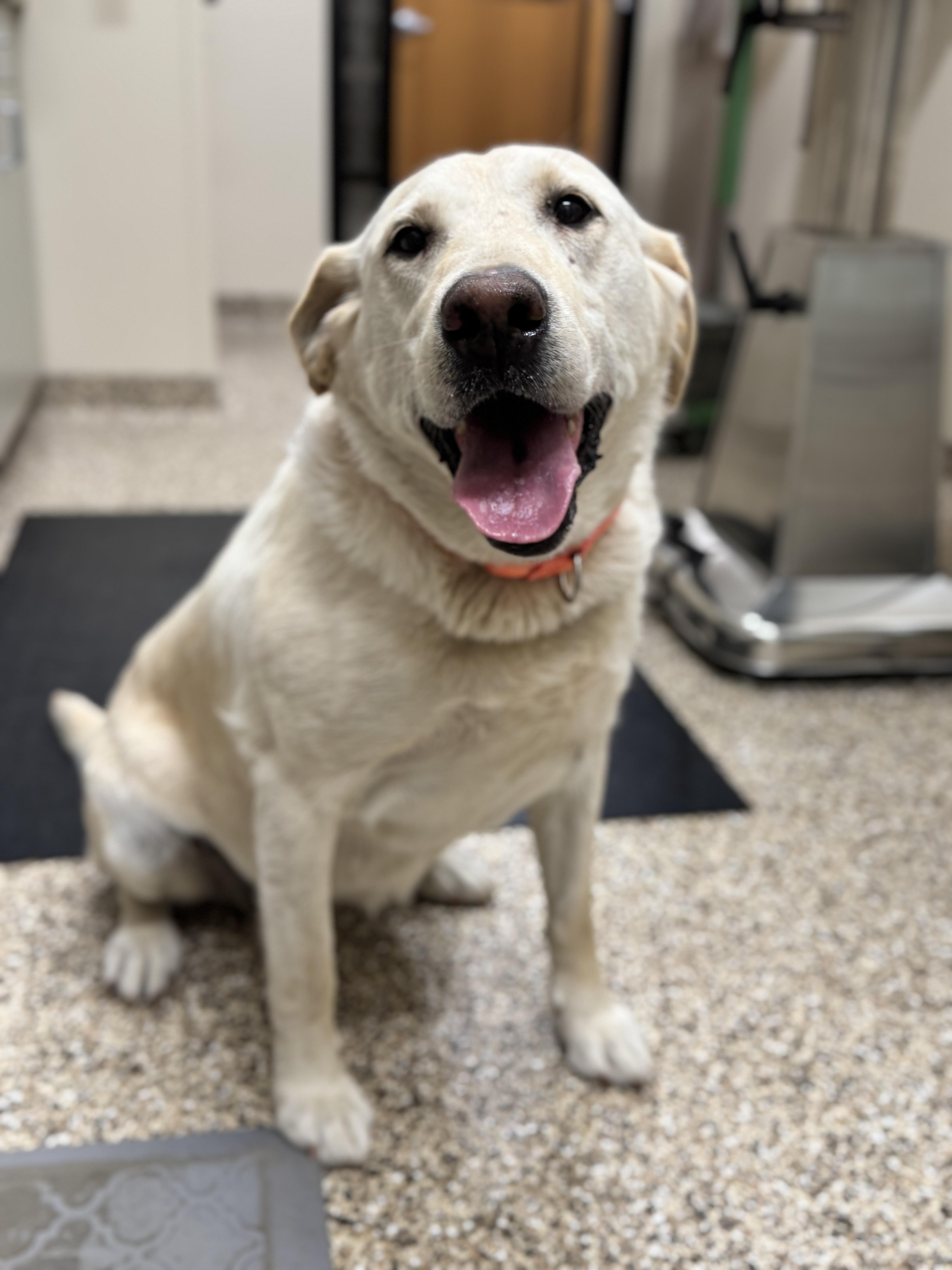 Dixie, an adoptable Labrador Retriever in Hackensack, MN, 56452 | Photo Image 5
