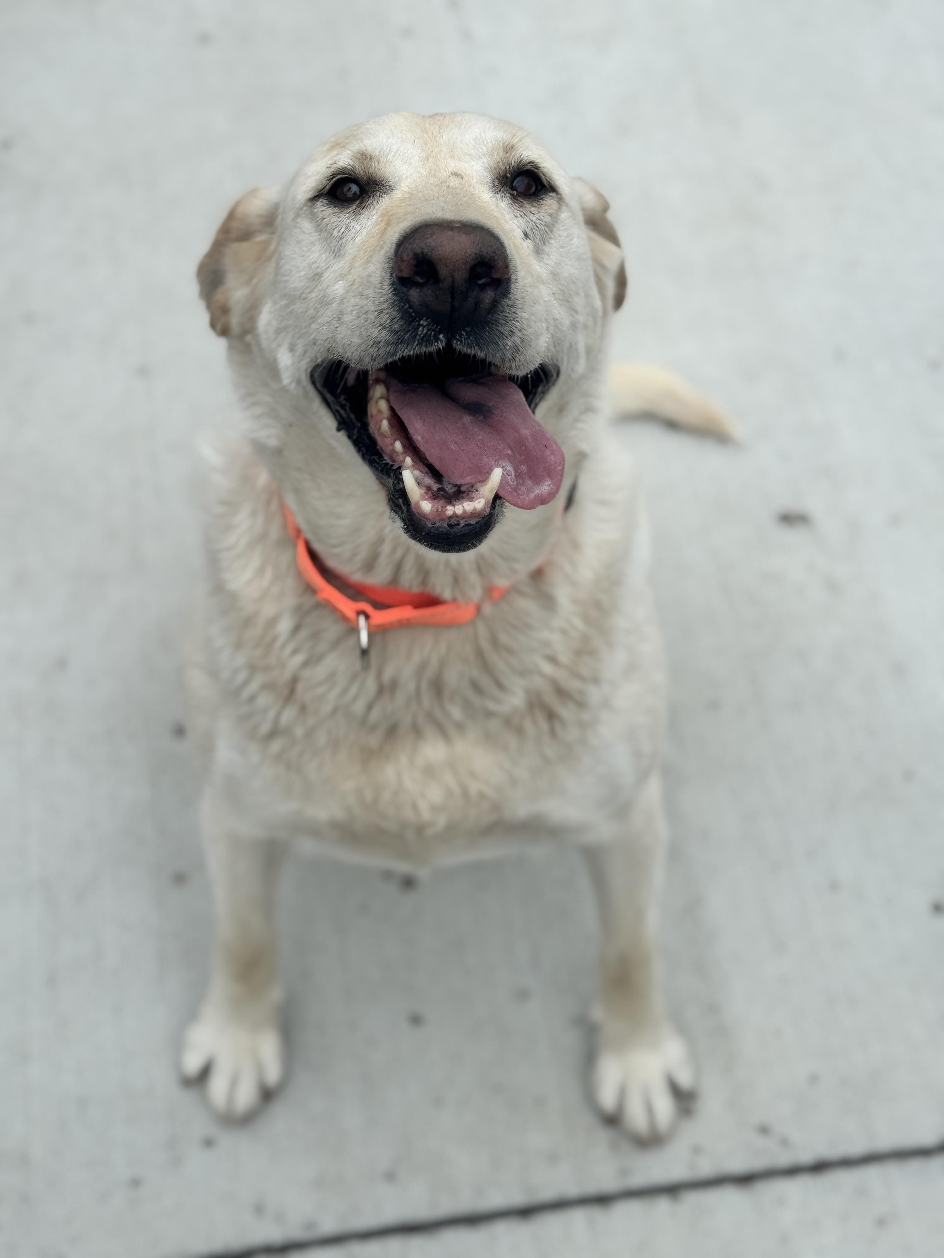 Dixie, an adoptable Labrador Retriever in Hackensack, MN, 56452 | Photo Image 2