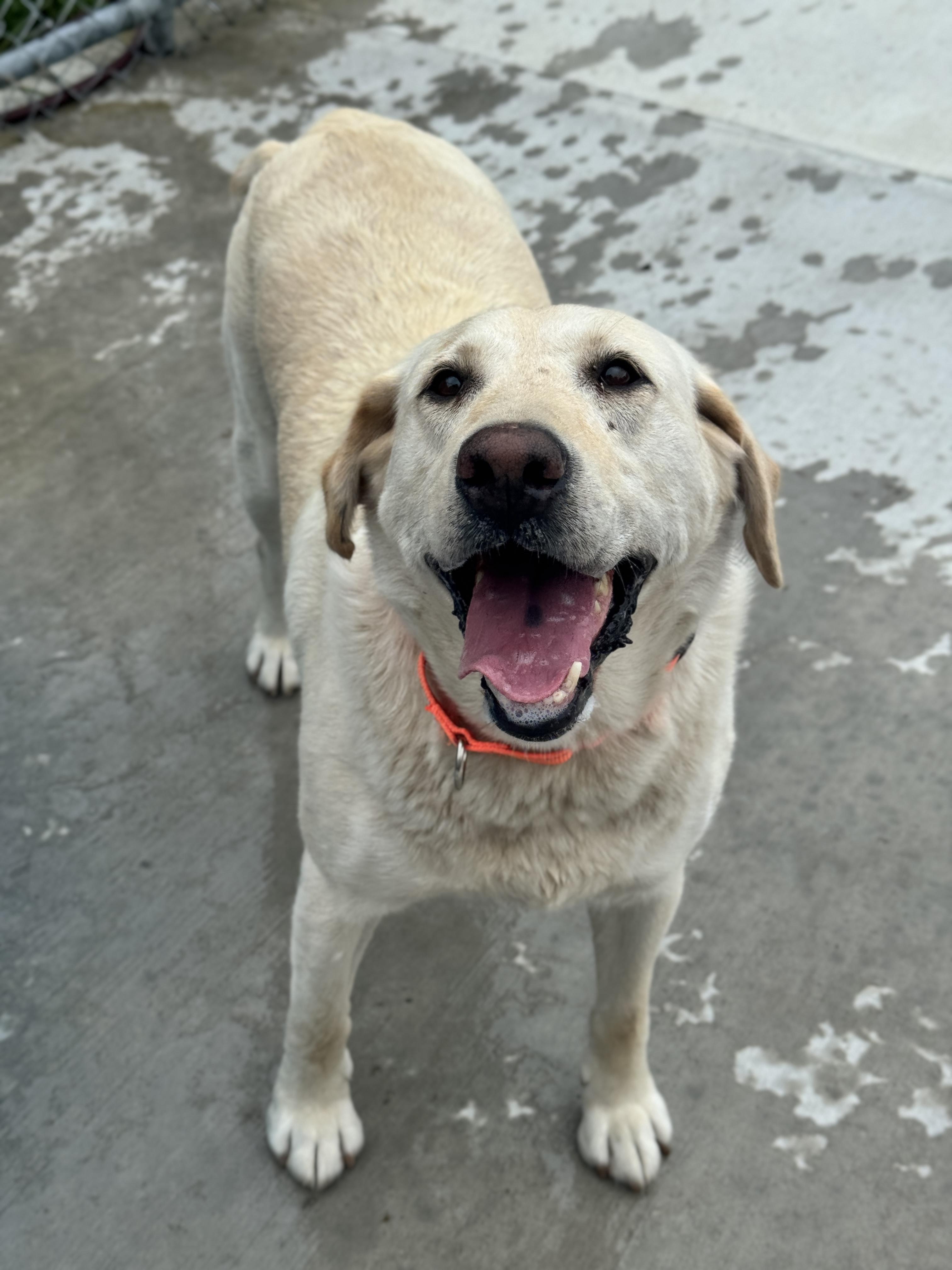 Dixie, an adoptable Labrador Retriever in Hackensack, MN, 56452 | Photo Image 4