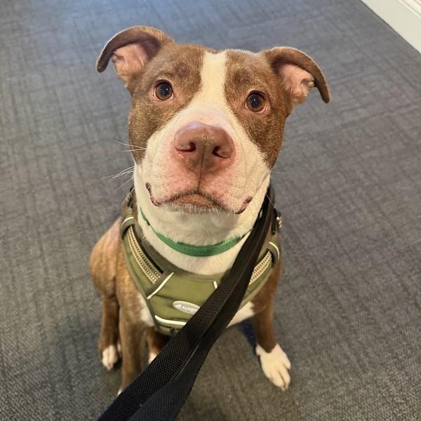 Morrone, a Adoptable Mixed Breed in Chester, PA image 3/6