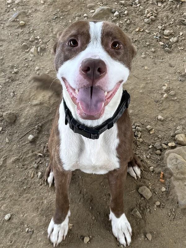 Enlarge Morrone, a Adoptable Mixed Breed in Philadelphia, PA image 1/4