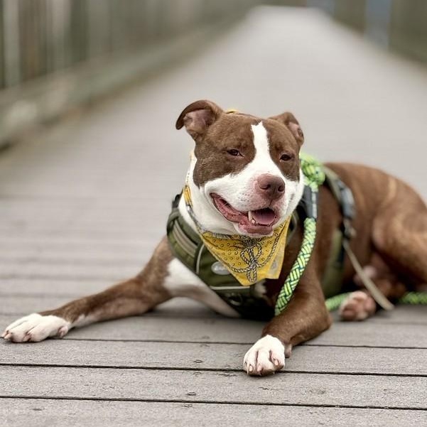 Morrone, a Adoptable Mixed Breed in Chester, PA image 2/6