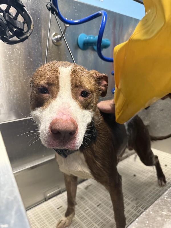 Enlarge Morrone, a Adoptable Mixed Breed in Philadelphia, PA image 4/4