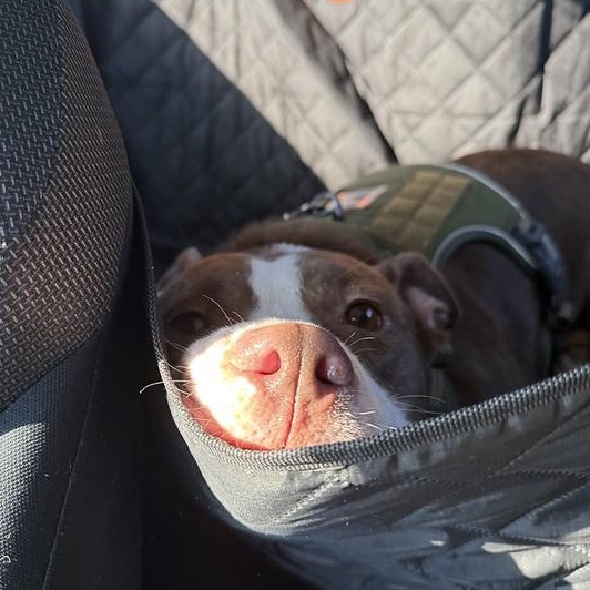 Morrone, a Adoptable Mixed Breed in Chester, PA image 4/6