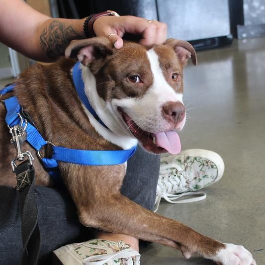 Morrone, a Adoptable Mixed Breed in Chester, PA image 5/6