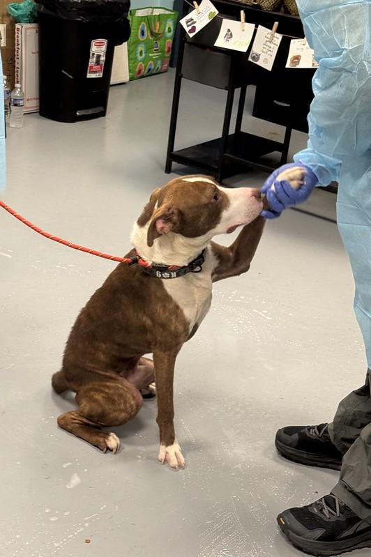 Enlarge Morrone, a Adoptable Mixed Breed in Philadelphia, PA image 2/4