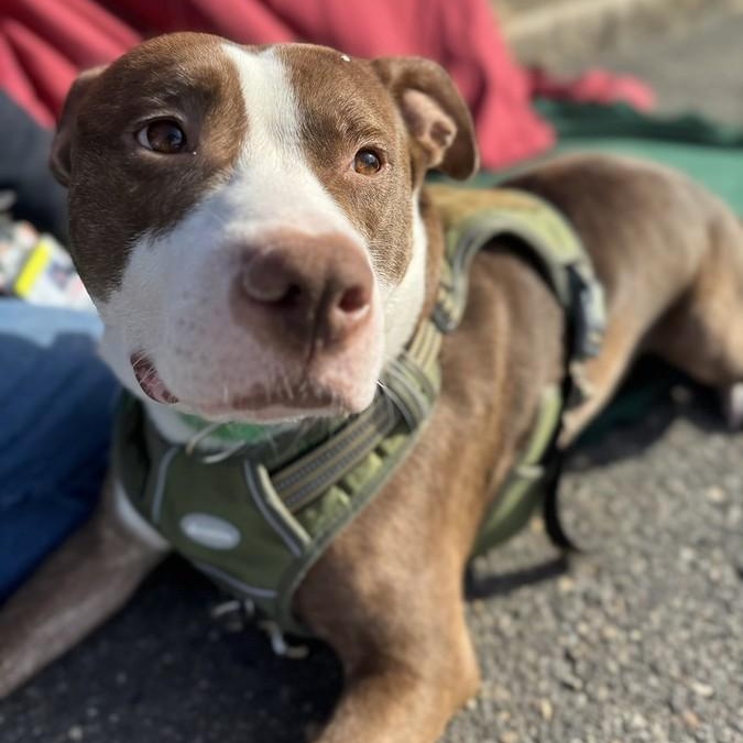 Morrone, Adoptable, Young Male Mixed Breed.