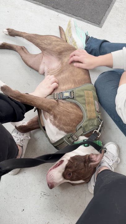 Enlarge Morrone, a Adoptable Mixed Breed in Chester, PA video 6/6