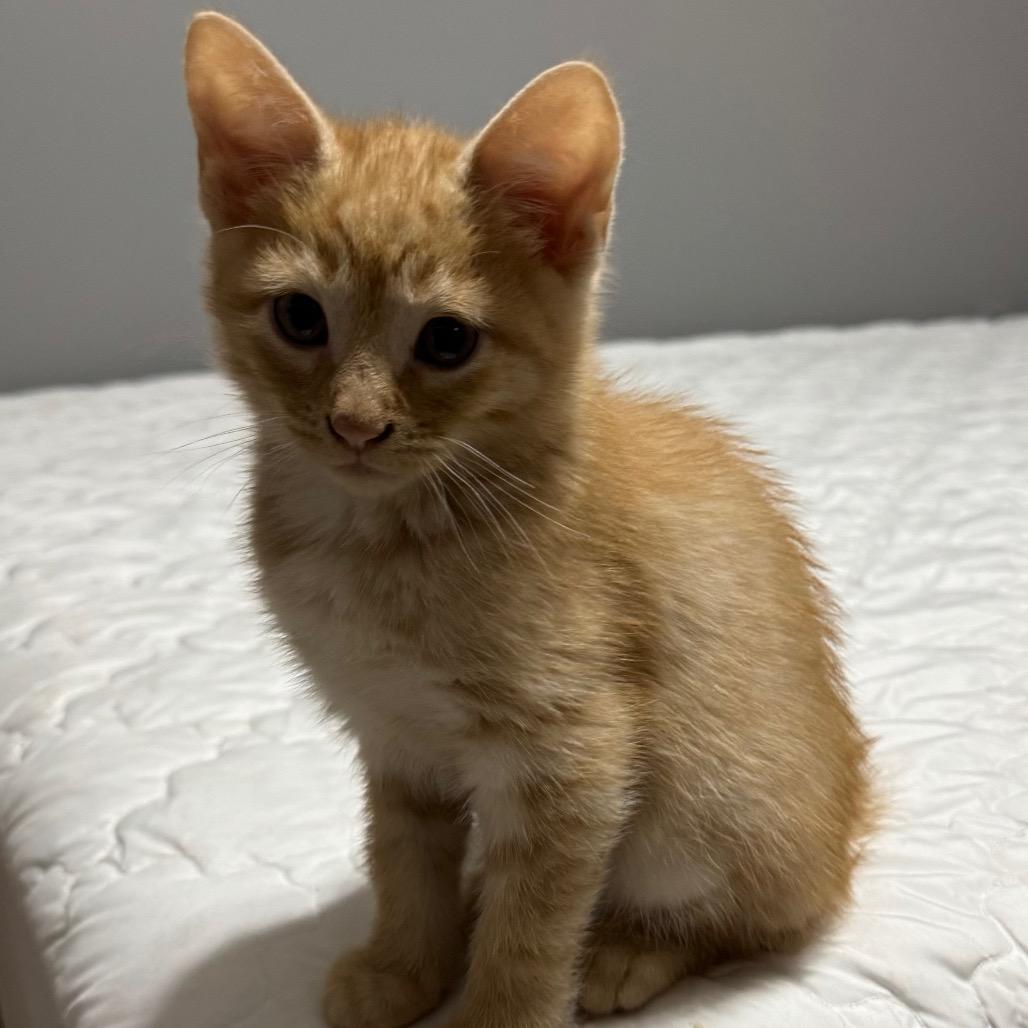 Rocky Horror, Adoptable, Kitten Male Domestic Short Hair.