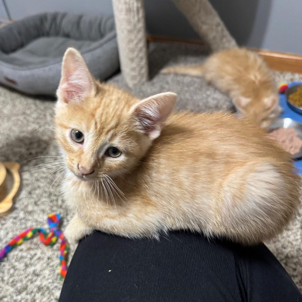 Enlarge Rocky Horror, a Adoptable Domestic Short Hair in Roselle, IL image 2/5