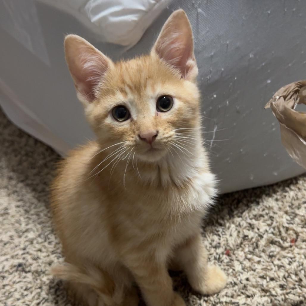 Enlarge Rocky Horror, a Adoptable Domestic Short Hair in Roselle, IL image 3/5