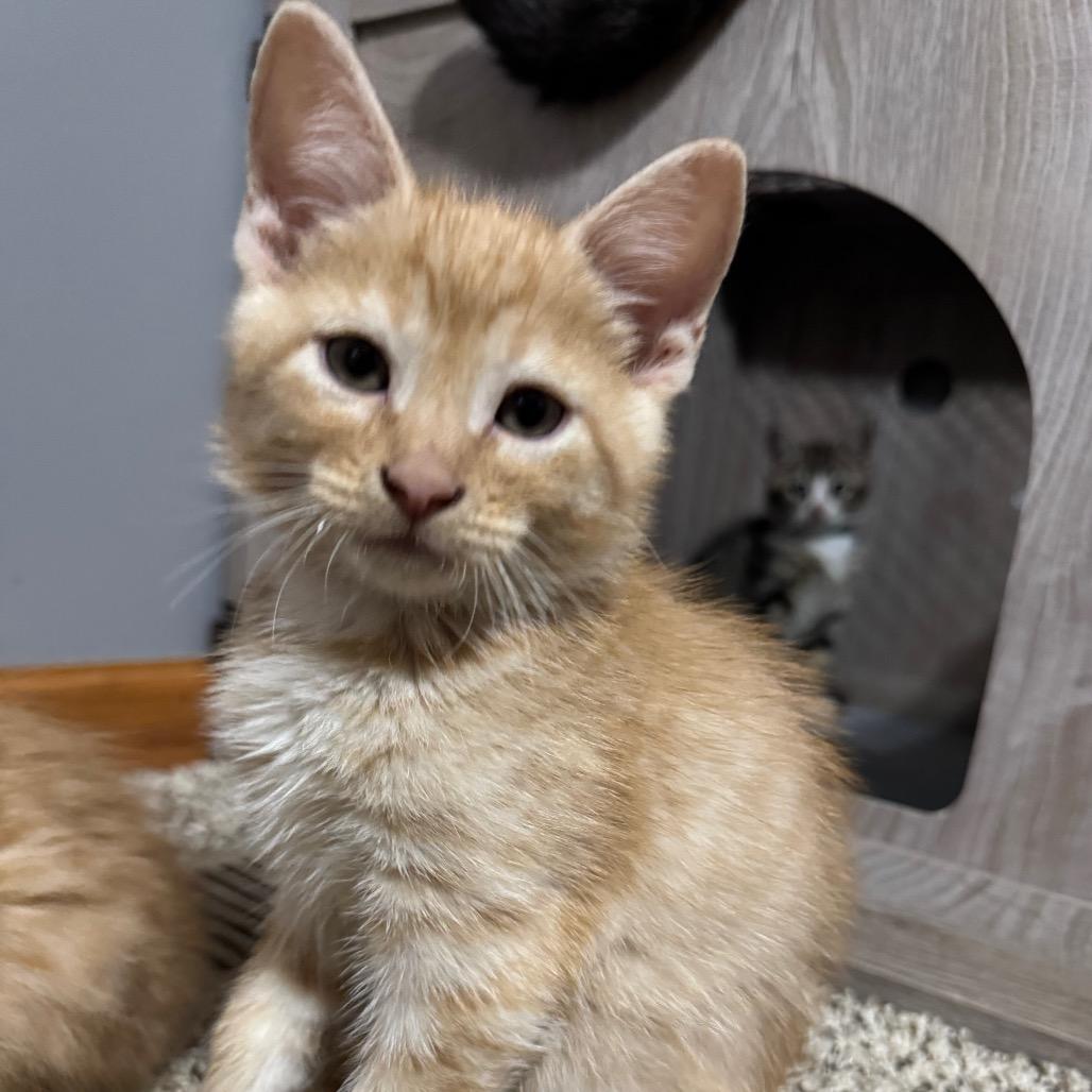 Enlarge Rocky Horror, a Adoptable Domestic Short Hair in Roselle, IL image 4/5