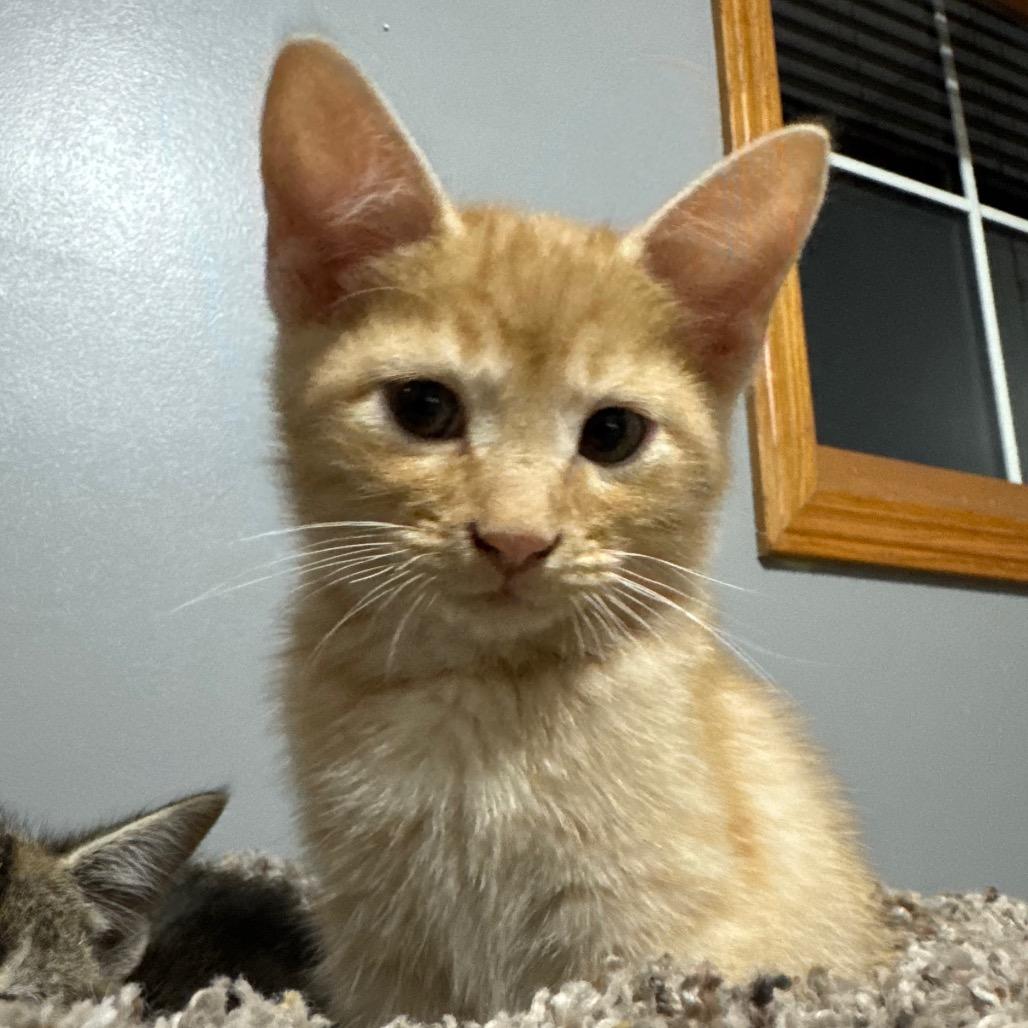 Enlarge Rocky Horror, a Adoptable Domestic Short Hair in Roselle, IL image 5/5