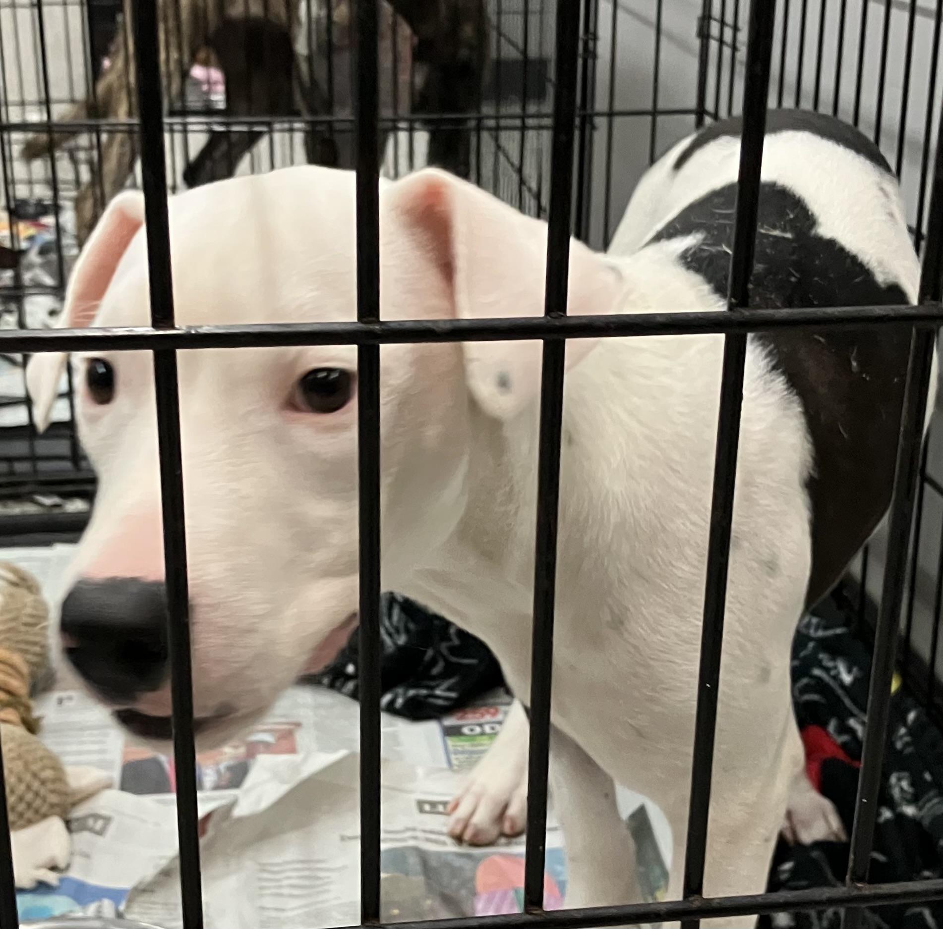 Ben, a ADOPTABLE mixed breed in Parma, OH image 3/3