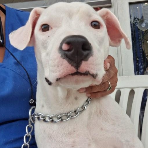 Ben, ADOPTABLE, Puppy Male Terrier.