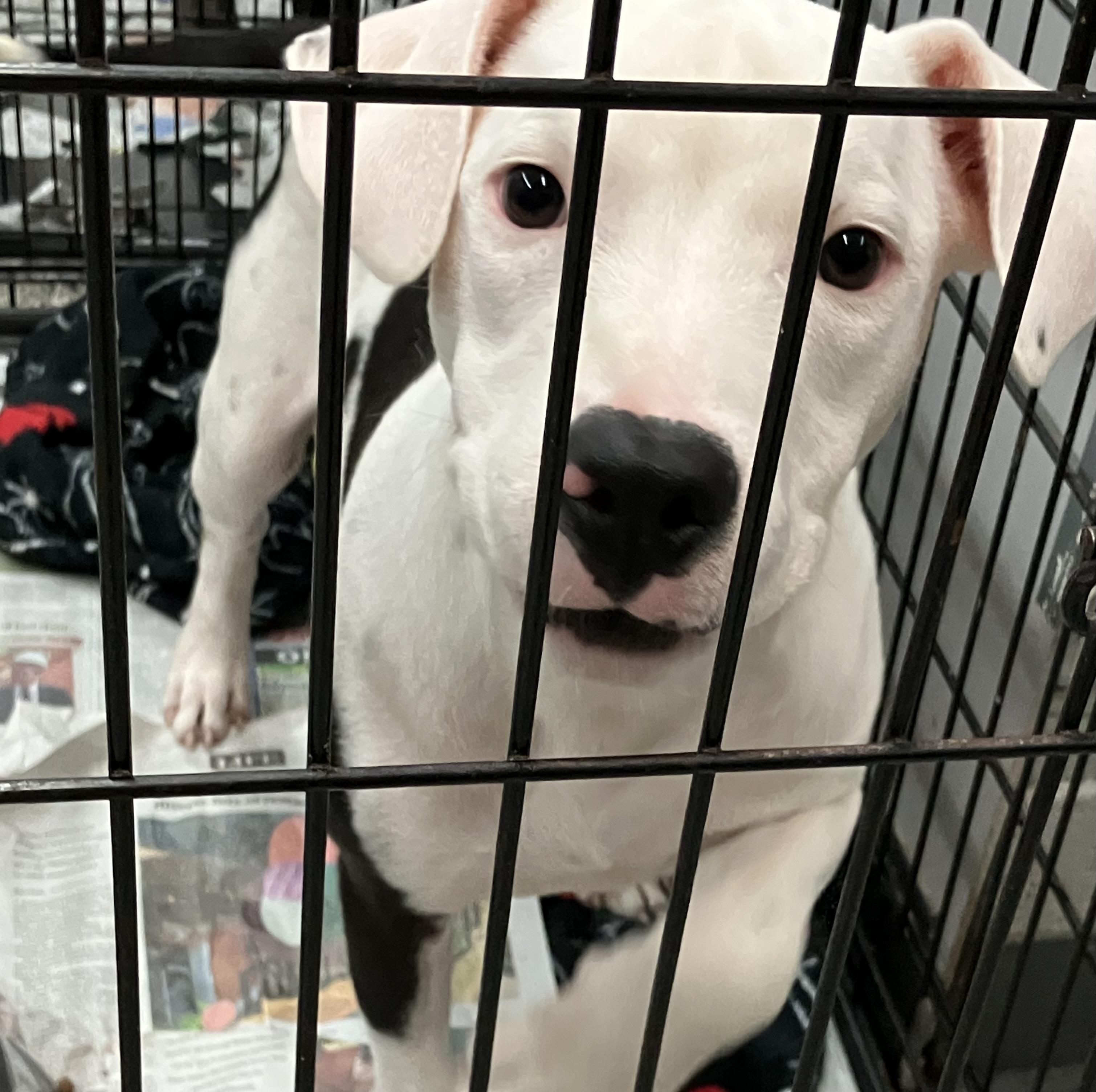 Ben, a ADOPTABLE mixed breed in Parma, OH image 2/3