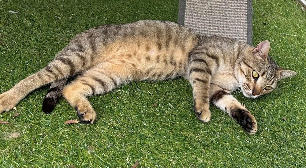 Simon, Adoptable, Young Male Tabby & Bengal.