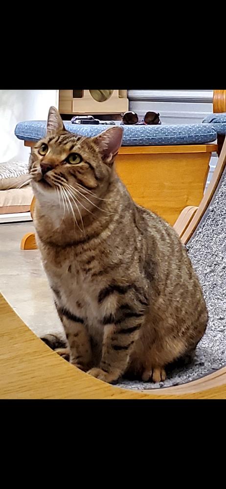 Simon, Adoptable, Young Male Tabby & Bengal.