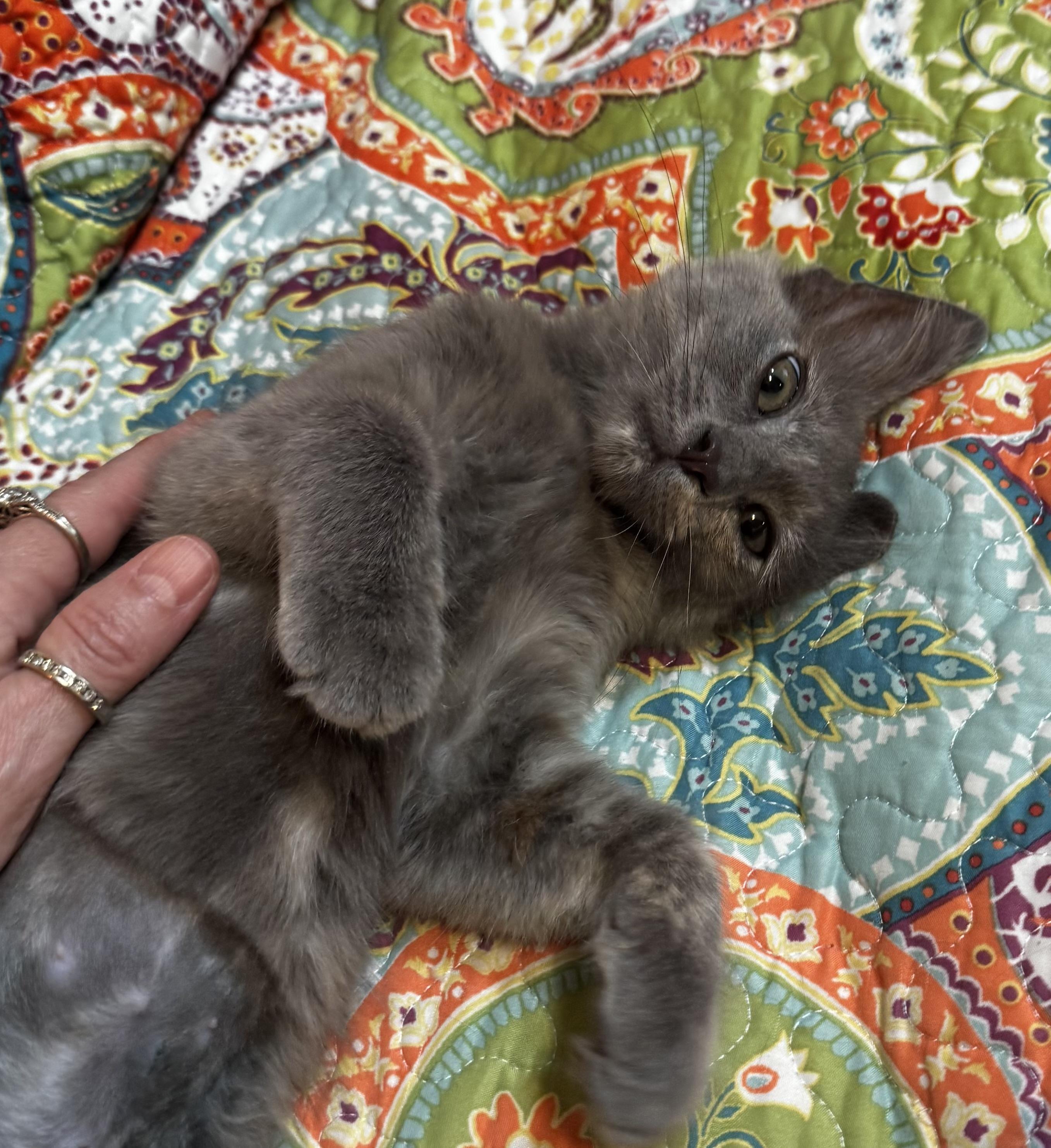 Misty, a ADOPTABLE Domestic Short Hair in san antonio, TX image 2/4