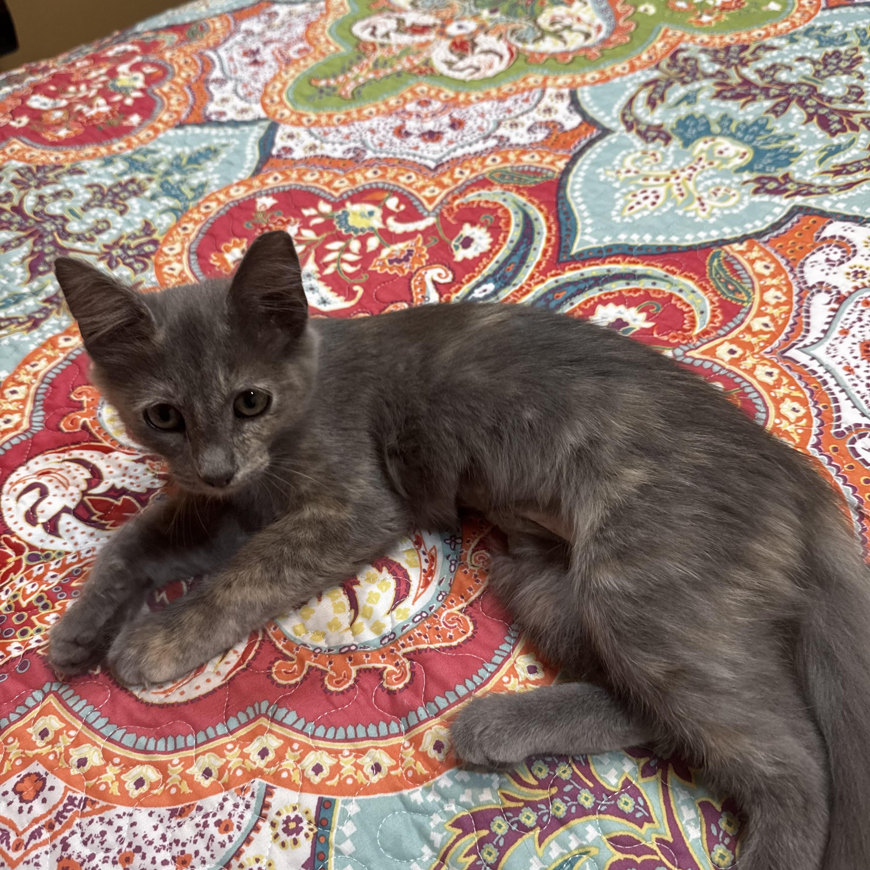 Misty, ADOPTABLE, Kitten Female Domestic Short Hair.